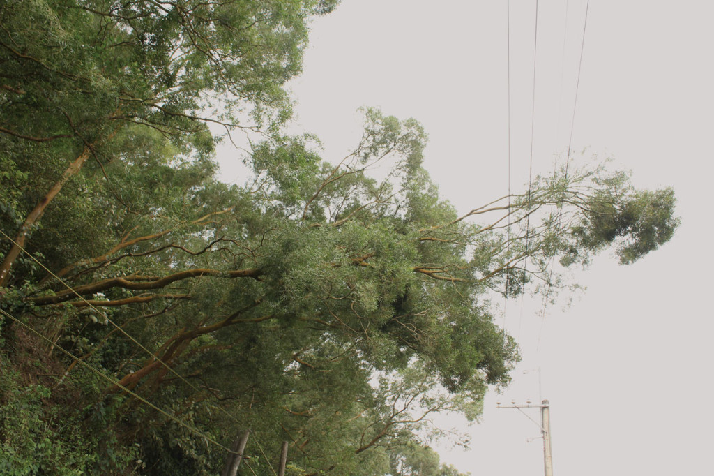 Many times trees will blow over and continue to grow. Here we see trees growing at a 90 degree angle to mountain and hanging over a road. Trees can grow many years in this fashion. Due to dangers for roadways, trees like this are often cut, which provides easy access to bark. 