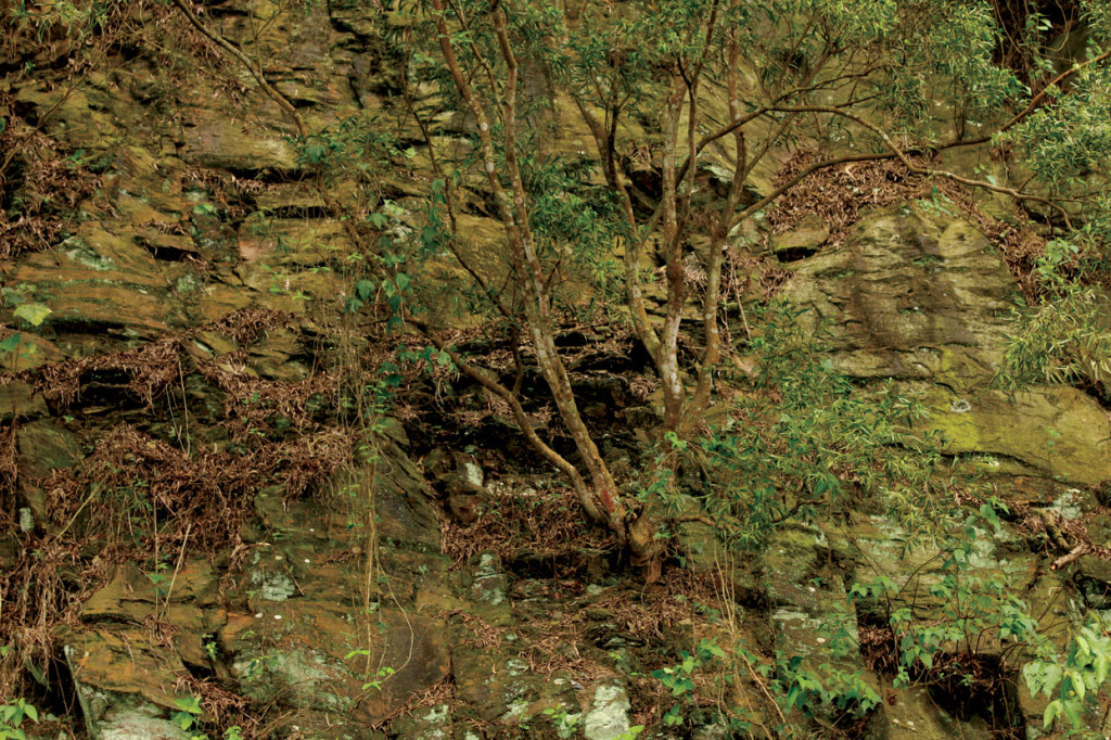  Acacia confusa growing on rocky ground on the side of a mountain. Very few other species of tree are able to do this with good success in Taiwan.