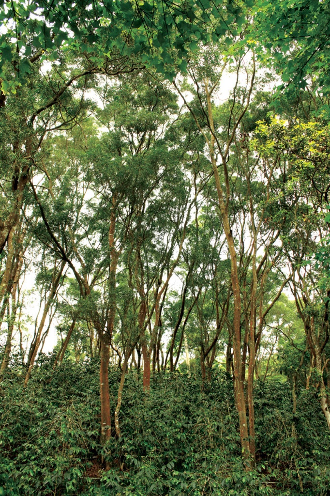 Acacia confusa used as a cover tree for coffee plantations. Acacia confusa is used in the same way for birds nest fern farms as well.