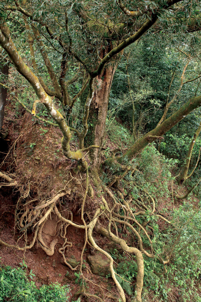 Trees like these with exposed roots may seem ideal, but harvesting such plants will kill the roots and destroy the single biggest thing holding up the dirt that has taken thousands of years to form.
