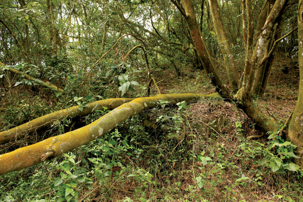 Trees such as this are ideal for harvesting as they have fallen naturally, the bark is fresh and it is very easy to access.