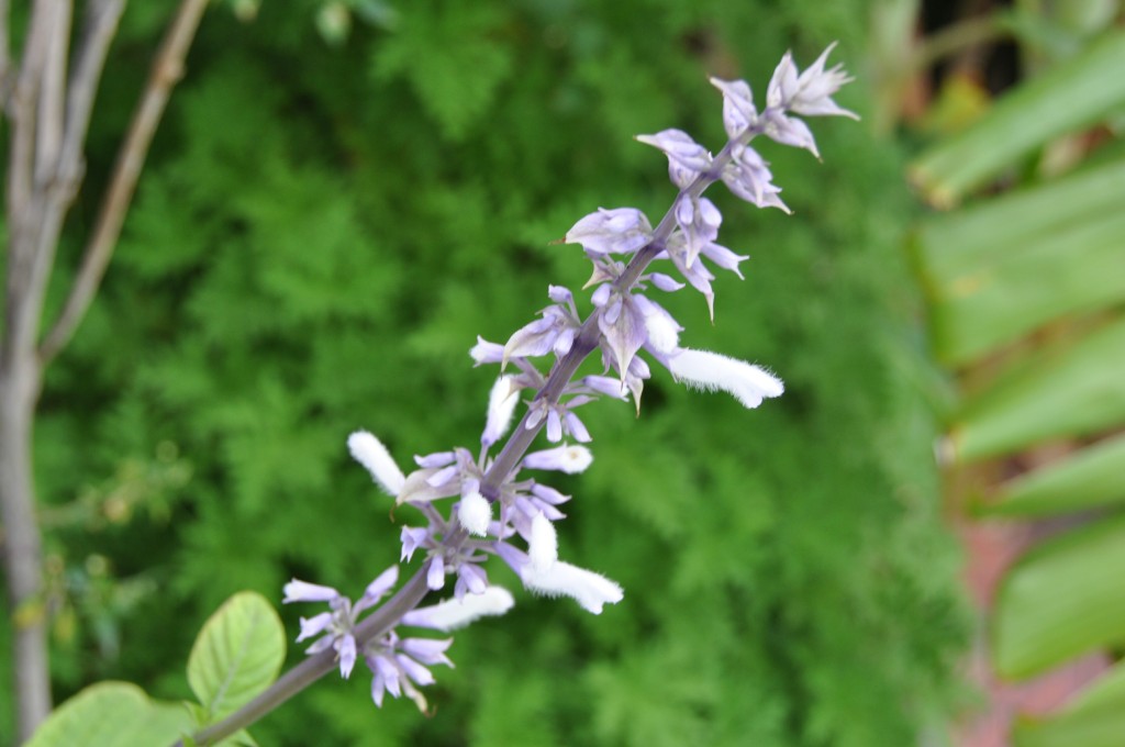 sallyflrdsc0025