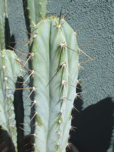 Trichocereus photo by Mel