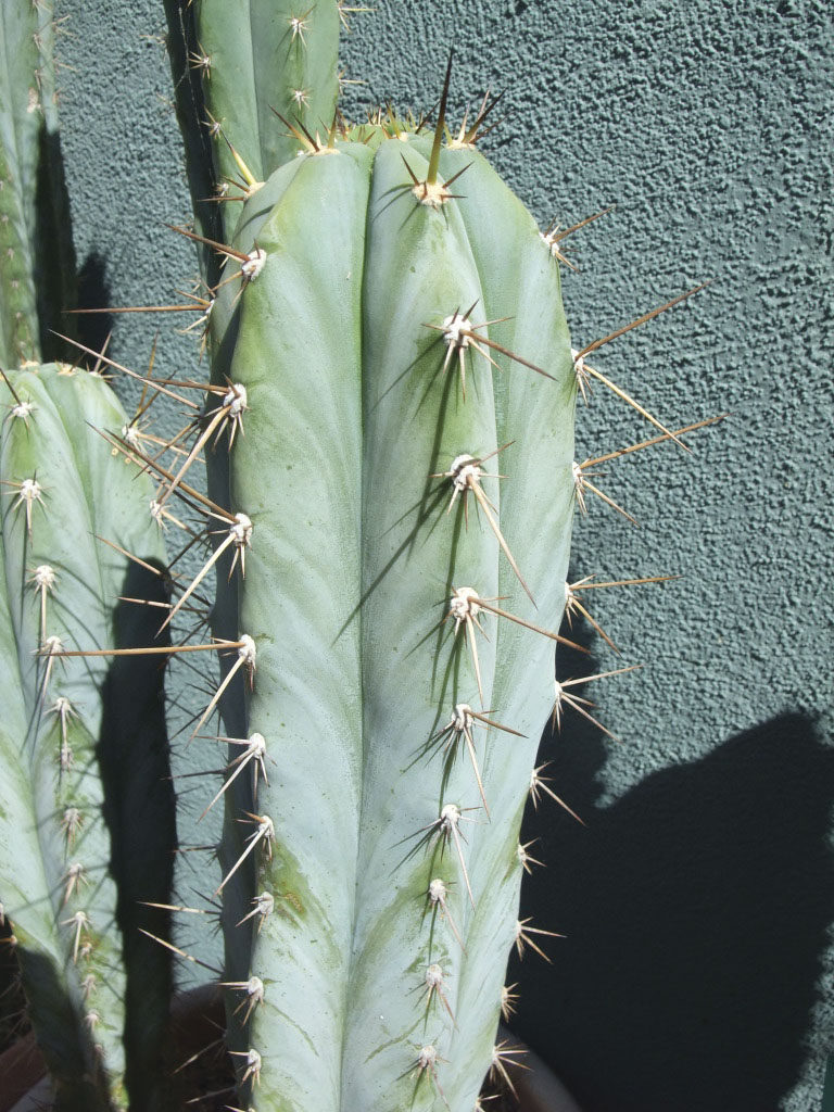 Trichocereus photo by Mel